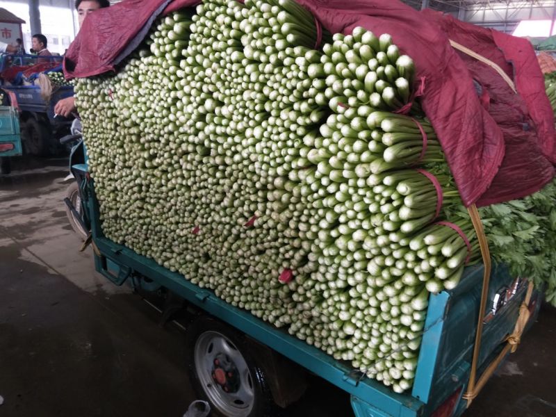大棚芹菜
