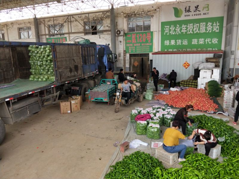 香菜大叶香菜