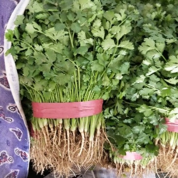 香菜大叶香菜