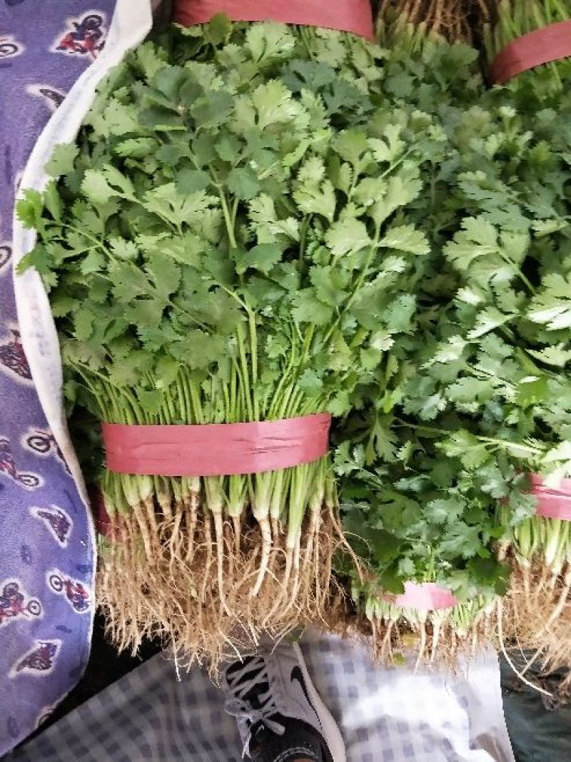 香菜大叶香菜
