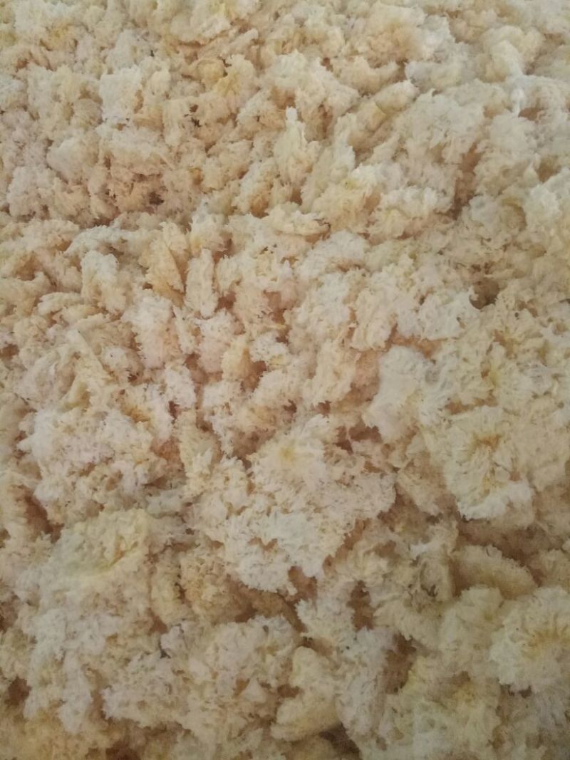 福建特产白木耳花银耳花古田银耳，农产品干货