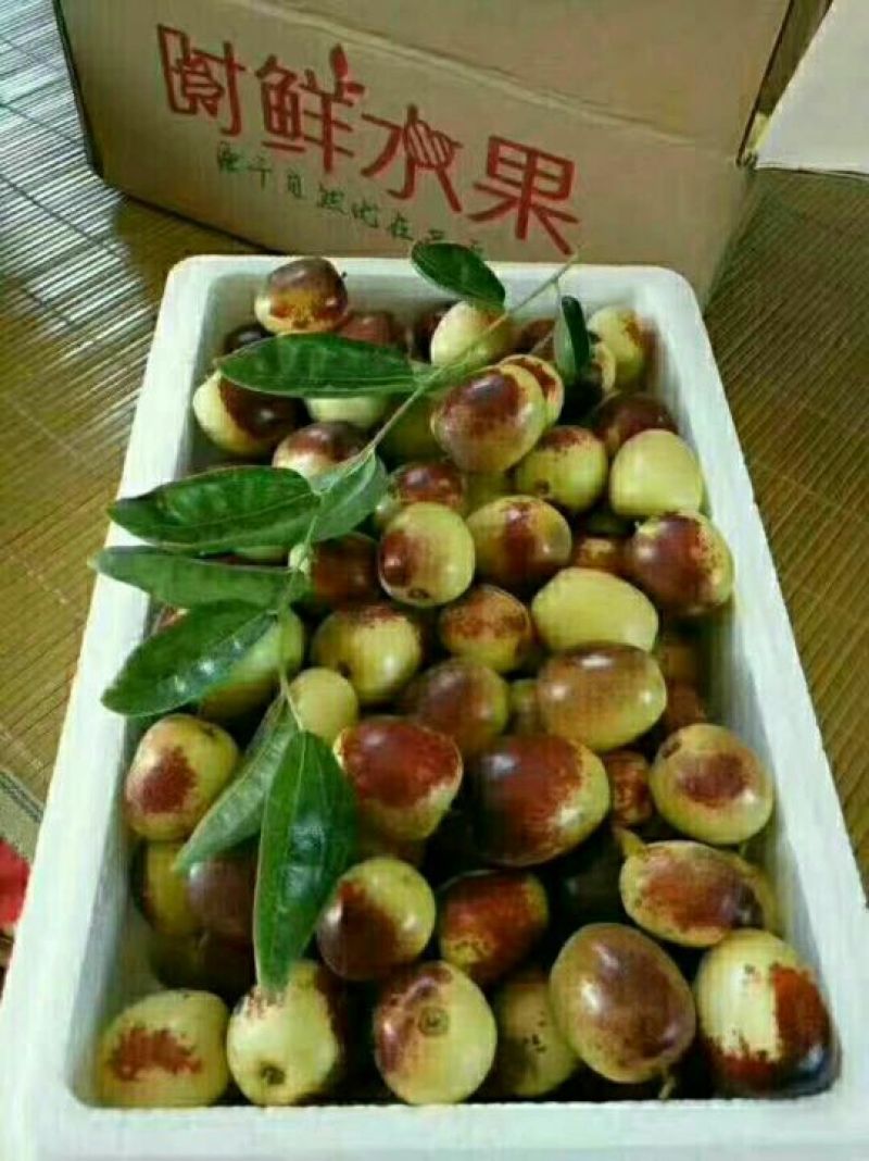 山西临猗庙上冬枣
