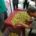 山西临猗庙上冬枣
