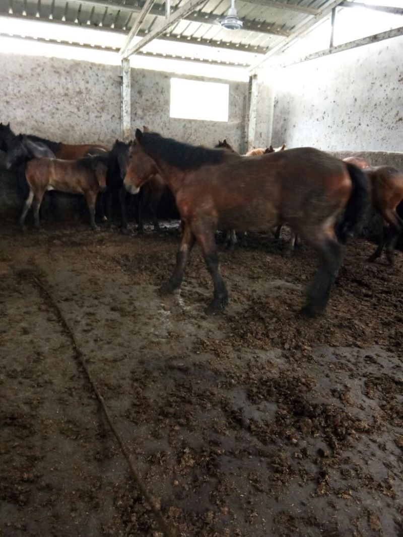 大量供应屠宰马肉马，骑马