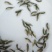 淡水石斑鱼苗