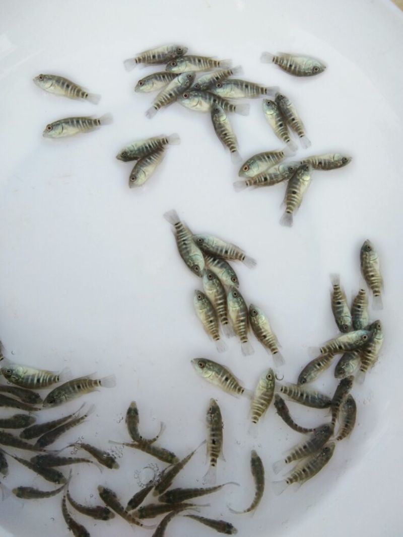 淡水石斑鱼苗
