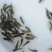 淡水石斑鱼苗