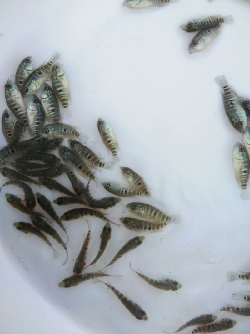 淡水石斑鱼苗
