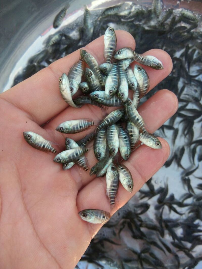 淡水石斑鱼苗