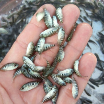 淡水石斑鱼苗