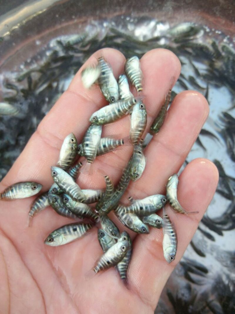 淡水石斑鱼苗