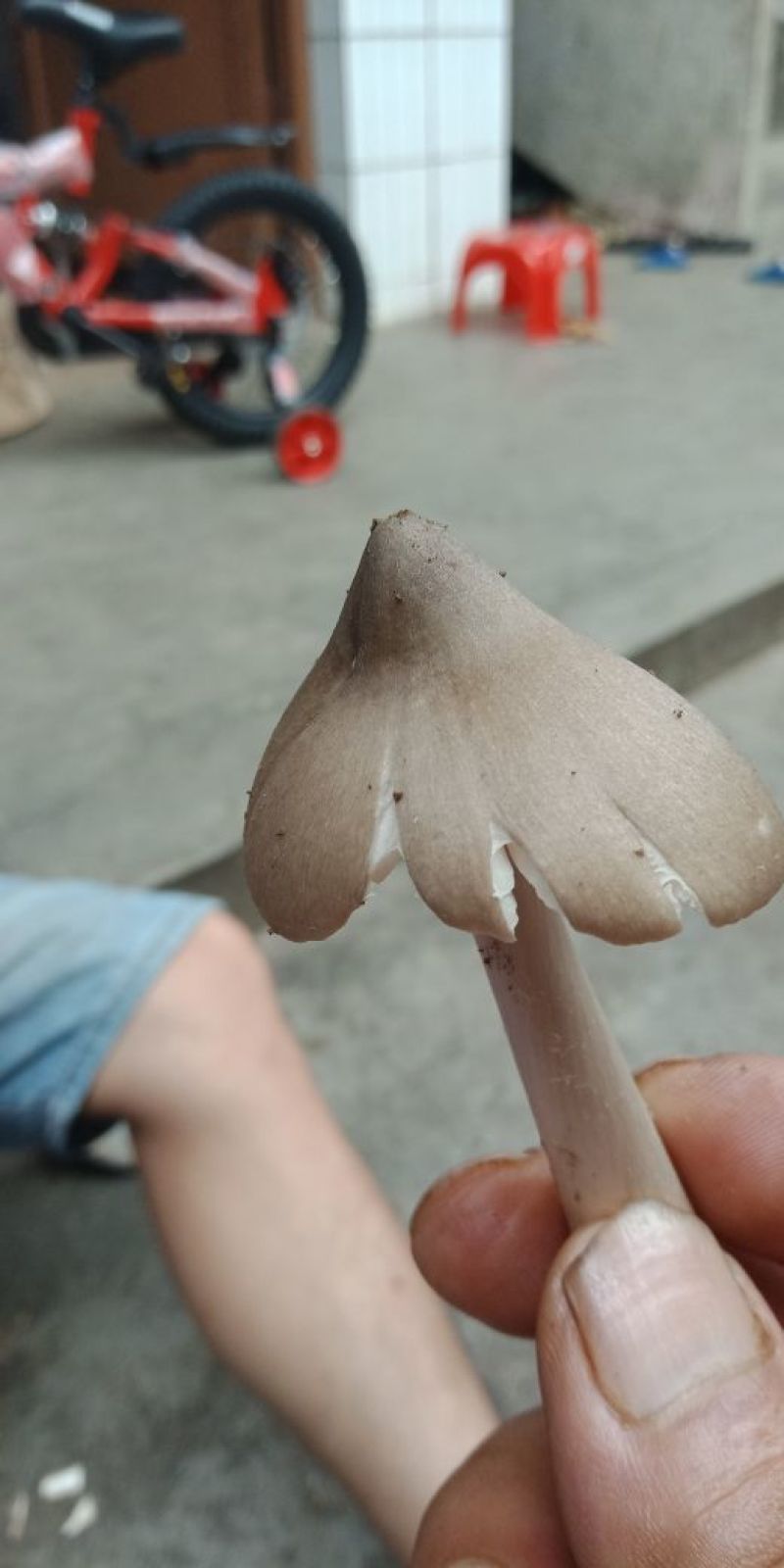 鸡枞菌