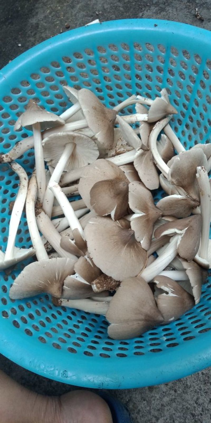 鸡枞菌