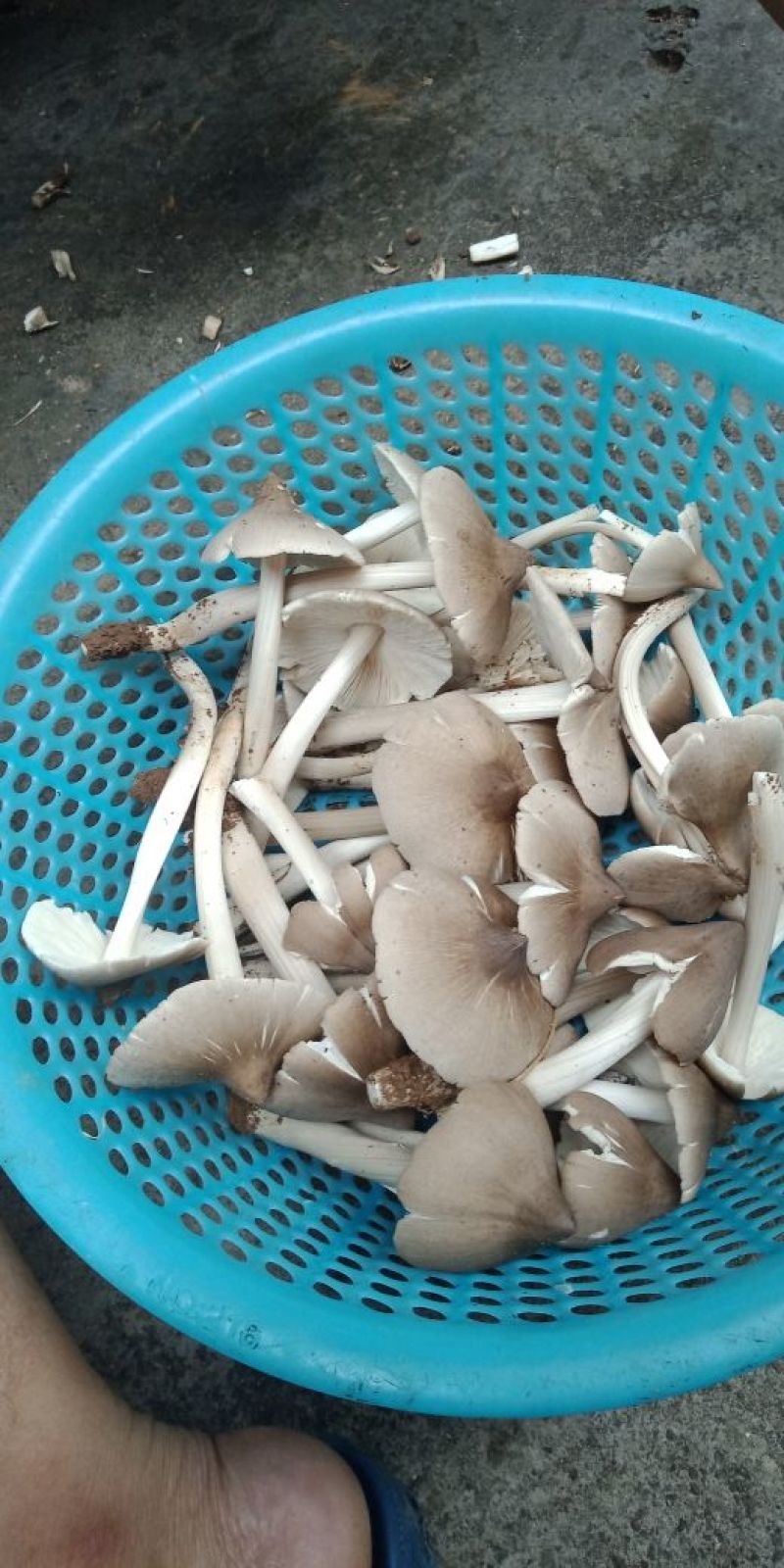 鸡枞菌