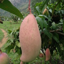 象牙芒四川攀枝花芒果象牙芒果商品果香甜象牙芒