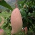 象牙芒四川攀枝花芒果象牙芒果商品果香甜象牙芒