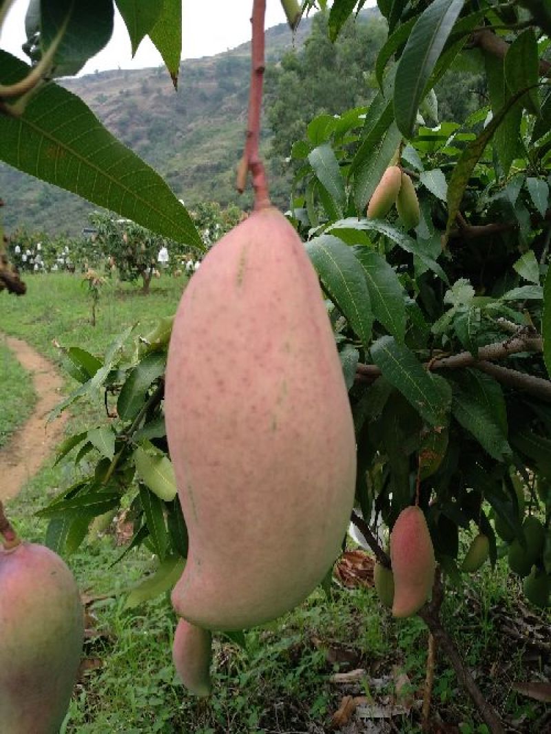象牙芒四川攀枝花芒果象牙芒果商品果香甜象牙芒