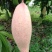 象牙芒四川攀枝花芒果象牙芒果商品果香甜象牙芒