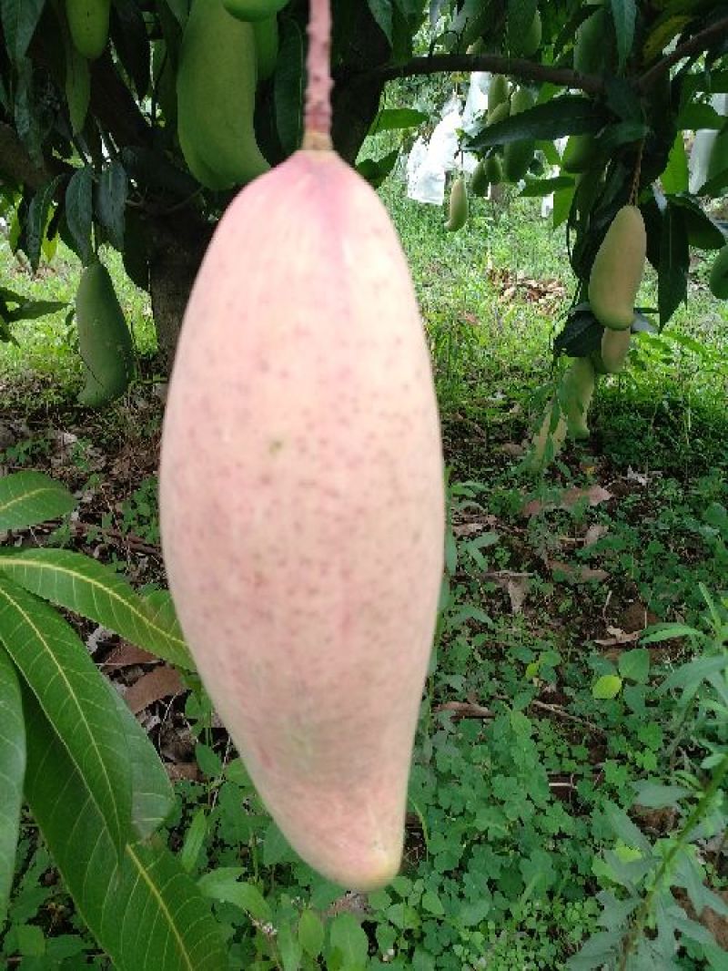 象牙芒四川攀枝花芒果象牙芒果商品果香甜象牙芒
