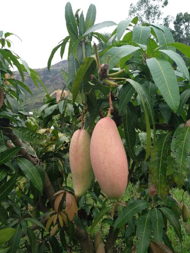 象牙芒四川攀枝花芒果象牙芒果商品果香甜象牙芒