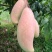 象牙芒四川攀枝花芒果象牙芒果商品果香甜象牙芒