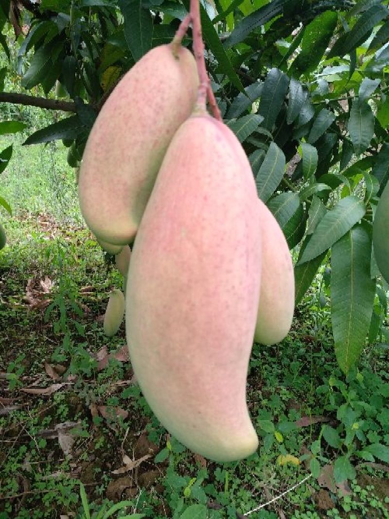 象牙芒四川攀枝花芒果象牙芒果商品果香甜象牙芒