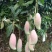 象牙芒四川攀枝花芒果象牙芒果商品果香甜象牙芒