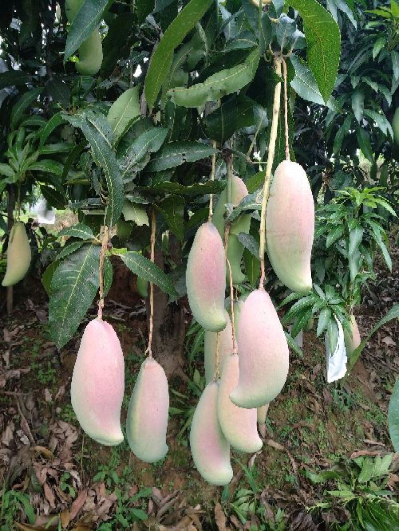 象牙芒四川攀枝花芒果象牙芒果商品果香甜象牙芒