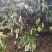 象牙芒四川攀枝花芒果象牙芒果商品果香甜象牙芒