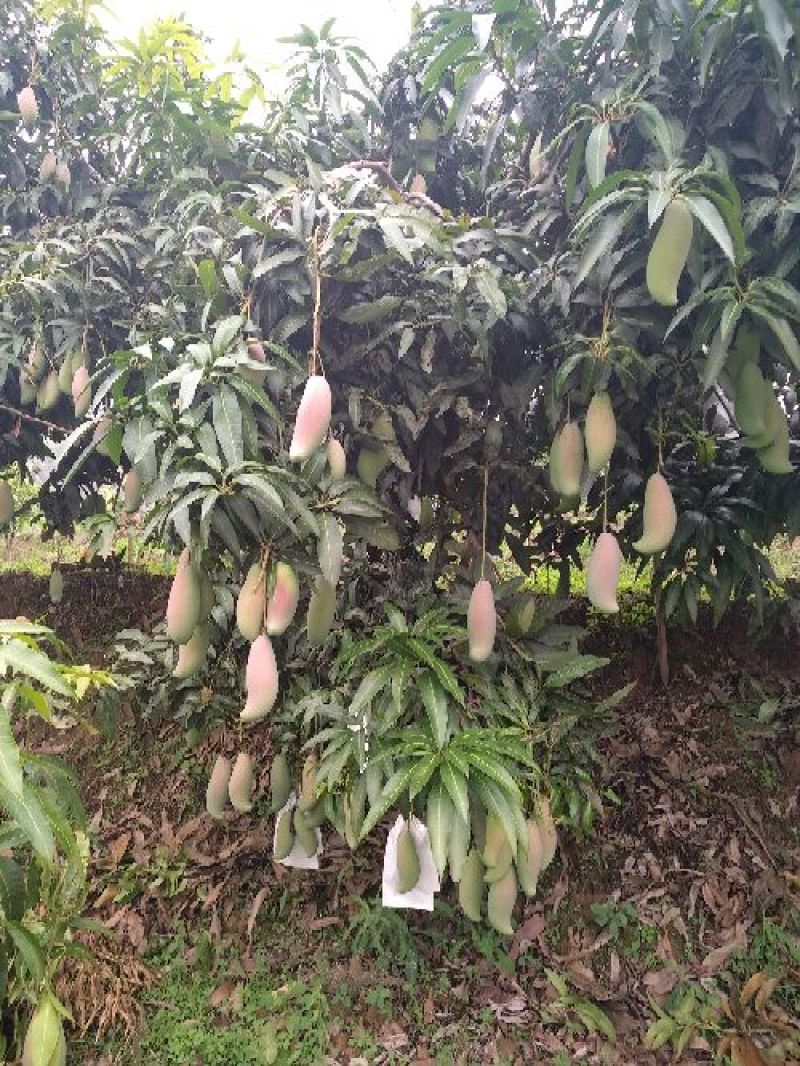 象牙芒四川攀枝花芒果象牙芒果商品果香甜象牙芒