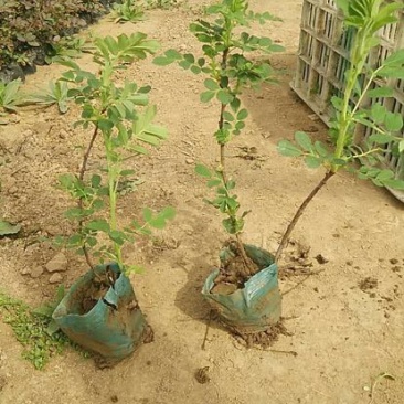 四季玫瑰基地直供质优价廉欢迎实地考察