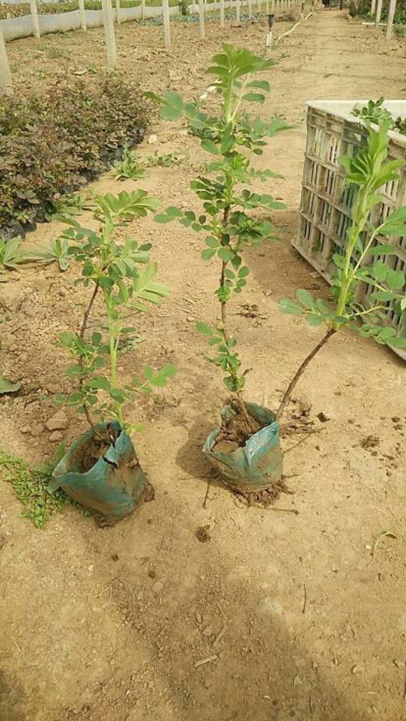 四季玫瑰基地直供质优价廉欢迎实地考察