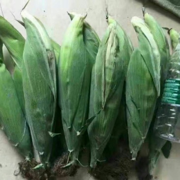 新鲜玉米山东玉米价格玉米批发早熟黏玉米