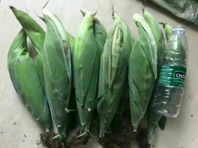 新鲜玉米山东玉米价格玉米批发早熟黏玉米