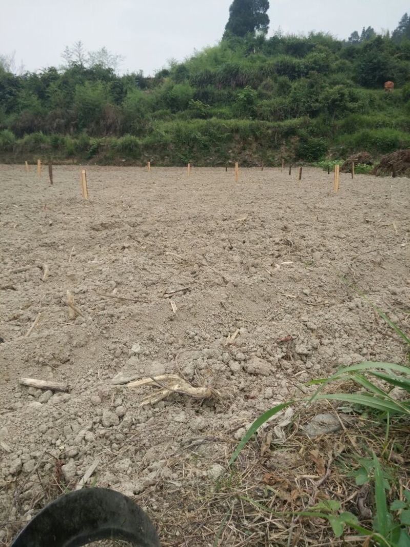 缬草即将丰收，缬草种子基地也弄好准备播种