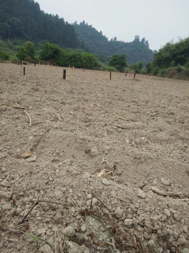 缬草即将丰收，缬草种子基地也弄好准备播种
