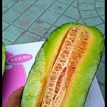 博洋九甜瓜