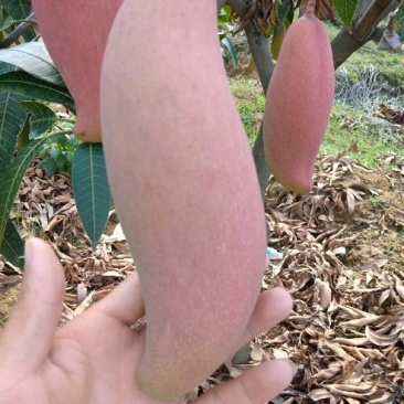 攀枝花，红象牙芒果特级