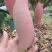 攀枝花，红象牙芒果特级