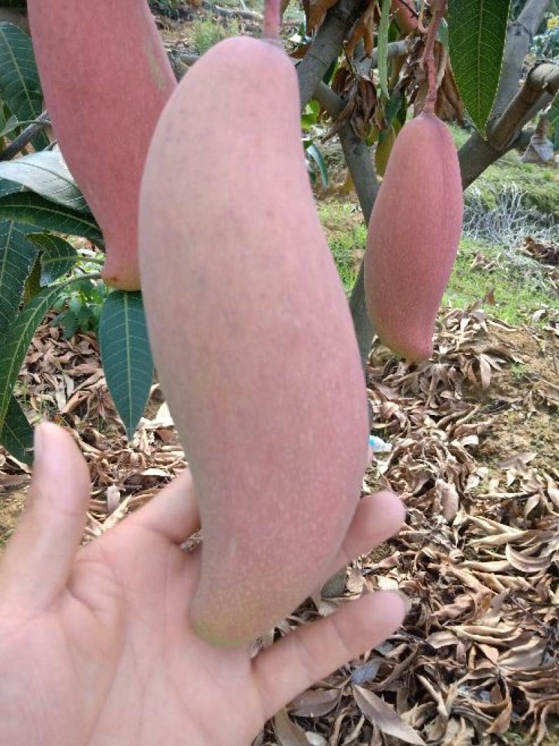 攀枝花，红象牙芒果特级