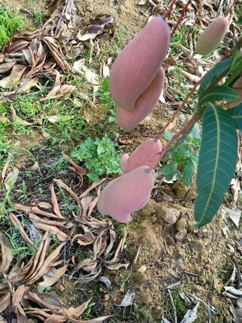 攀枝花，红象牙芒果特级