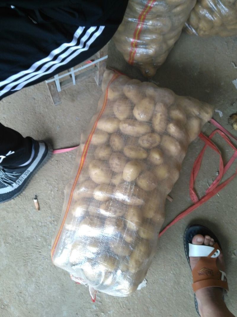 常年供应1到3和2到4精品小土豆适合市场，加工厂，出口贸