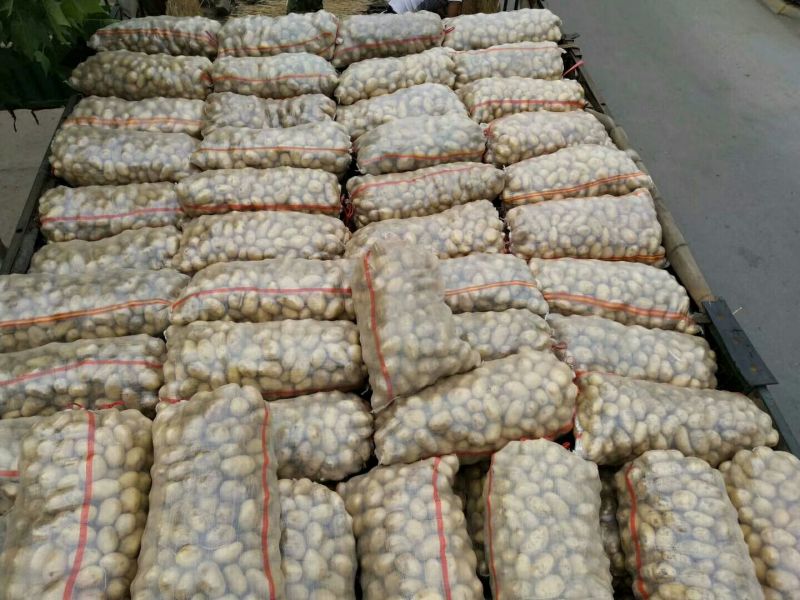 常年供应1到3和2到4精品小土豆适合市场，加工厂，出口贸