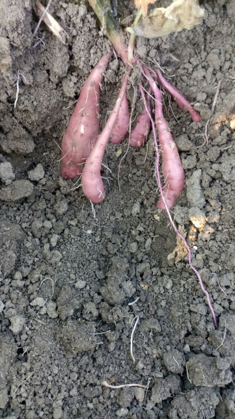 商薯19大田剪苗