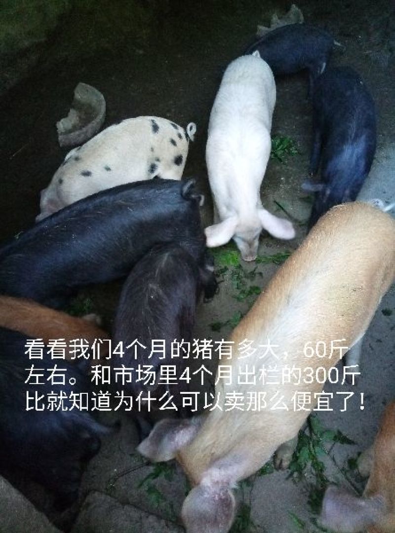 长阳民生原生态放养猪土猪肉