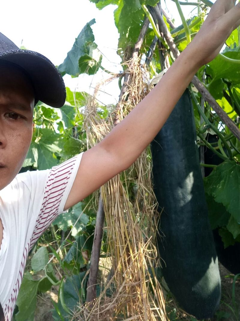 广西玉林黑皮冬瓜15斤以上吊顶冬瓜优质瓜，耐运输