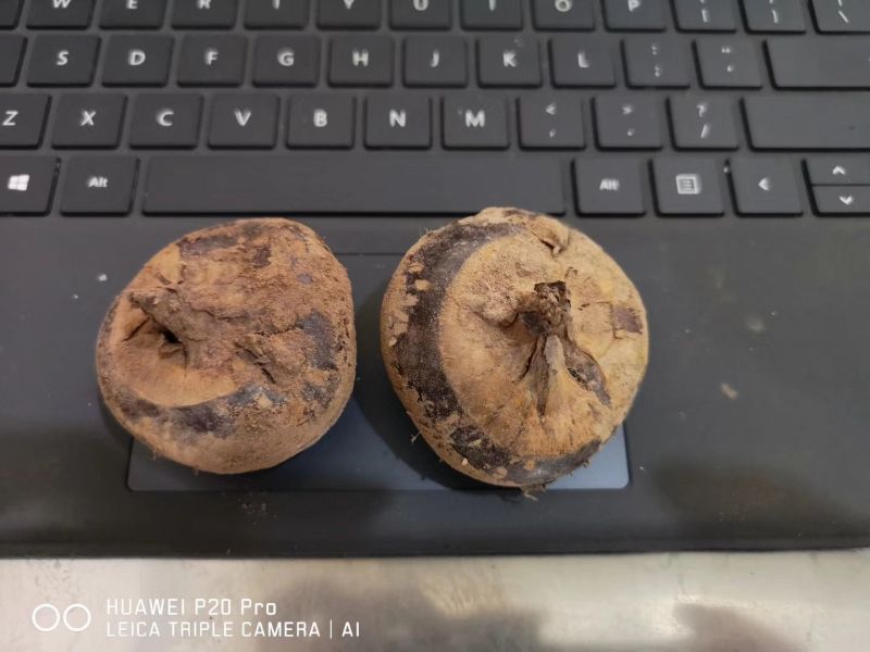 广西特产荔浦马蹄，大号，10斤装一箱代发