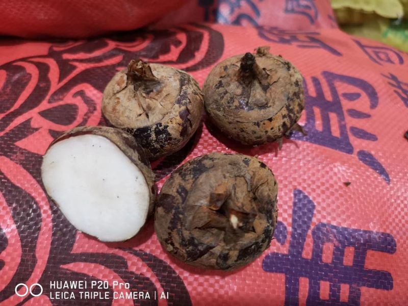 广西特产荔浦马蹄，大号，10斤装一箱代发