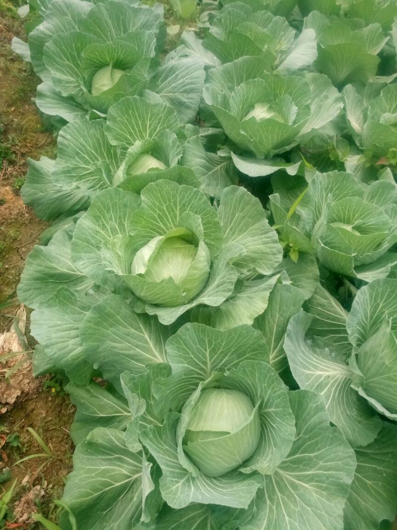 大量甘蓝，平包京丰一号，500亩地，大量