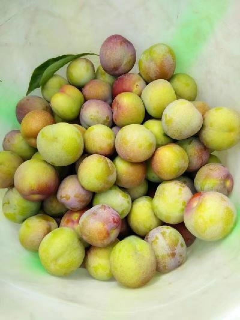 四川半边红李子，青红脆李